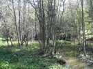 Piękna działka leśna - Bieszczady - 6