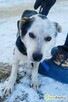 BALU - kochany psiak traci nadzieję w schronisku - 2