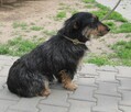Wafelek - 2