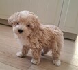 Maltipoo chlopiec 10tyg.inteligemcja Pudla urok Maltńczyka - 3