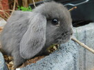 Baranek mini lop beżowa samiczka i niebieska - 4