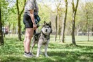 Piorun-pies w typie husky czeka na świadomy rasy dom - 2