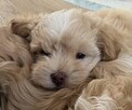 Maltipoo chlopiec 10tyg.inteligemcja Pudla urok Maltńczyka - 6