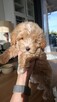 Maltipoo chlopiec 10tyg.inteligemcja Pudla urok Maltńczyka - 9