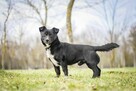 Fistaszek- fajny niewielki czarny młody psiak do adopcji - 6