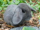 Baranek mini lop beżowa samiczka i niebieska - 7