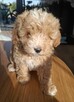 Maltipoo chlopiec 10tyg.inteligemcja Pudla urok Maltńczyka - 8