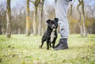 Fistaszek- fajny niewielki czarny młody psiak do adopcji - 5