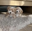 Maltipoo chlopiec 10tyg.inteligemcja Pudla urok Maltńczyka - 4