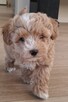 Maltipoo chlopiec 10tyg.inteligemcja Pudla urok Maltńczyka - 5