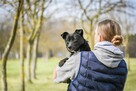 Fistaszek- fajny niewielki czarny młody psiak do adopcji - 7
