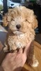 Maltipoo chlopiec 10tyg.inteligemcja Pudla urok Maltńczyka - 7