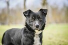 Fistaszek- fajny niewielki czarny młody psiak do adopcji - 2