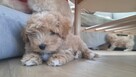 Maltipoo chlopiec 10tyg.inteligemcja Pudla urok Maltńczyka - 10
