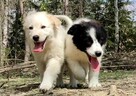 Rasowa suczka XJA ee-red Border Collie z pełną dok. przebada - 3
