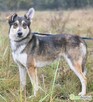 FRED - rok po adopcji Pan oddał mnie jak zbędną rzecz... - 1