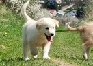 Rasowa suczka XJA ee-red Border Collie z pełną dok. przebada - 4