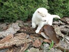 Siberian husky girl - 6