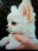 Śliczna Długowłosy Chihuahua - 6