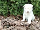 Siberian husky girl - 3