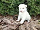 Siberian husky girl - 2