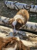 Border Collie szczeniaczki - 2
