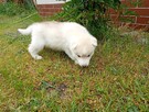 Siberian husky girl - 8