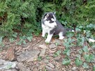 Siberian husky girl - 2