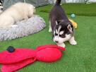 Siberian husky girl - 6