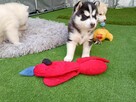 Siberian husky girl - 5