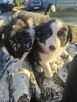 Border Collie szczeniaczki - 3