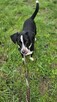 PIRAT, wesoły piesek szuka domku! - 4
