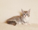 Przepiękna koteczka Maine Coon - Legalna hodowla - 9