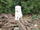 Siberian husky girl - 4