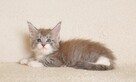 Przepiękna koteczka Maine Coon - Legalna hodowla - 2