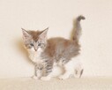 Przepiękna koteczka Maine Coon - Legalna hodowla - 7