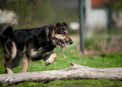 Leo – spokojny, oddany, gotowy na nowy dom - 2