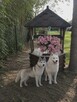 Siberian husky girl - 7