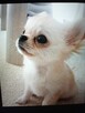 Śliczna Długowłosy Chihuahua - 12