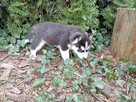 Siberian husky girl - 4