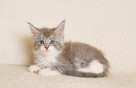 Przepiękna koteczka Maine Coon - Legalna hodowla - 4