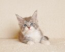 Przepiękna koteczka Maine Coon - Legalna hodowla - 6