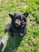 Spajki do adopcji - 5