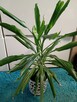 Dracena - 4
