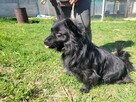 Spajki do adopcji - 4