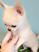 Śliczna Długowłosy Chihuahua - 7