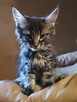 Kocurek Maine Coon