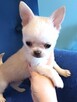 Śliczna Długowłosy Chihuahua - 8