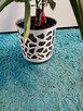 Dracena - 5