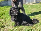 Spajki do adopcji - 2
